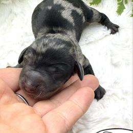 Declan - Dapple male Dachshund puppy in Exeter, California from Sawtooth Miniature Dachshunds