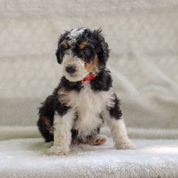 Bernedoodle and Goldendoodle Puppies from Delta Doodles and Poodles