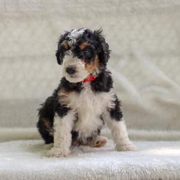 Bernedoodle and Goldendoodle Puppies from Delta Doodles and Poodles