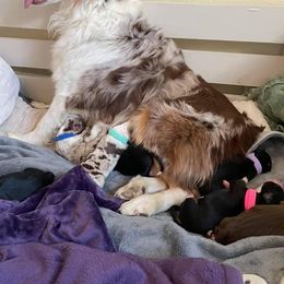 Miniature American Shepherd Puppies from HeartSong Australian Shepherds