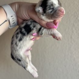 Rio - Blue merle and white male American Corgi puppy in East Oakdale, California from Rhettro Kennels