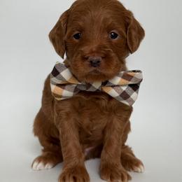 E-Blue Boy - Red  male Goldendoodle puppy in Lewisville, Texas from Texas Goldendoodle Lovers