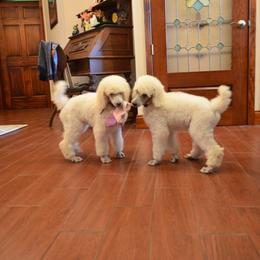 Poodle Puppies from D and D Standard Poodles