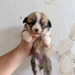 Victoria - Red female Pembroke Welsh Corgi puppy in Inverness, Florida from Canaan Farm Corgis