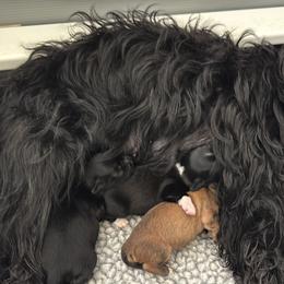 Havana Silk Dog puppies from Treasure Isle Silks