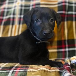 Labrador Retriever Puppies from Prairie State Labs