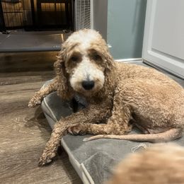 Brooklyn - Goldendoodle