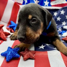 Blue Collar Male - Black and rust male Doberman Pinscher puppy in Medina, Tennessee from Valorosa Doberman Kennel