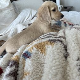 Dachshund Puppies from Loveland Doxies