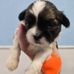 Nash - Brindle and white male Shih Tzu puppy in Carthage, Missouri from Cooley's Cuddle Pups