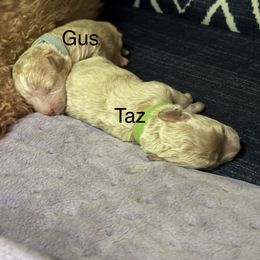 Taz - Cream male Maltipoo puppy in Lochbuie, Colorado from ABLE