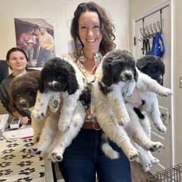 Newfoundland, Newfypoo, and Sheepadoodle Puppies from Sweet Creek Pups