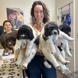 Newfoundland, Newfypoo, and Sheepadoodle Puppies from Sweet Creek Pups