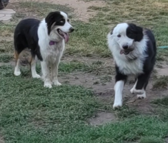 Aussiedoodles, Australian Shepherds, and Havapoos from Pawfectly Aussies