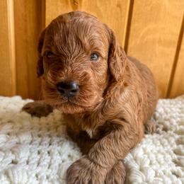 Snickerdoodle is male blue collar from Stroodles Bake Sale litter - Red  male Goldendoodle puppy in Hamilton, Montana from Stroodles Doodles