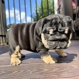 Kraven - Black tri-color male Bulldog puppy in Fort Oglethorpe, Georgia from Jhuntfrenchies