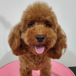 Anna - Maltipoo