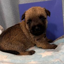 Blue collared puppy - Wheaten male Cairn Terrier puppy in Hastings, Nebraska from D & J SCOTTIES AND CAIRNS & Miniature Long haired Dachshunds