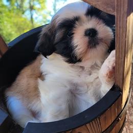Shih Tzu and West Highland White Terrier Puppies from Westies of Morrison