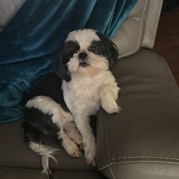 Shih Tzu All Grown Up from Tennessee's Treasured Shih Tzus