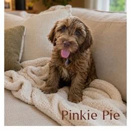 Pinkie Pie - Apricot female Australian Labradoodle puppy in Gladstone, Oregon from Beaver State Labradoodles
