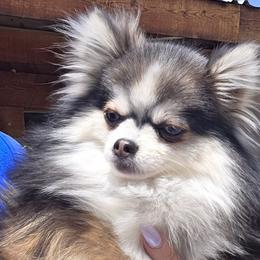 Martini - Pomsky