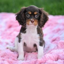 Chai - Chocolate female Cavalier King Charles Spaniel puppy in Sugarcreek, Ohio from Chocolate Cavalier