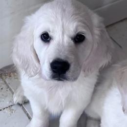 Girl 3 - Light golden female Golden Retriever puppy in Lake Hughes, California from Golden Hills Retrievers