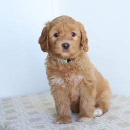 Light Blue - Apricot female Australian Labradoodle puppy in Williamstown, New York from Lewis Manor Labradoodles