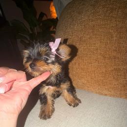 Girl 2 - Black and tan female Yorkshire Terrier puppy in Chino Hills, California from Chino Hills Yorkies