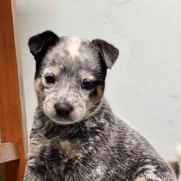 Australian Cattle Dogs from Kurpas ACDs