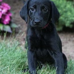 English Springer Spaniel and Labrador Retriever Puppies from Woodland Kennel