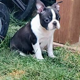 Boston Terrier Puppies from Big Sky Bostons