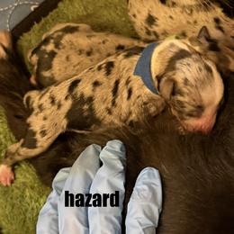 Hazard - Blue merle male Toy Australian Shepherd puppy in Nemo, Texas from Fairway Furries