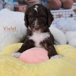 Violet - Brown and white female Aussiedoodle puppy in Prescott Valley, Arizona from Ramirez Family Doodles