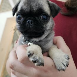 Gray collar - Fawn male Pug puppy in Tallapoosa, Georgia from West Georgia Pugs