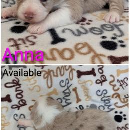 Anna - Red merle female Australian Shepherd puppy in Squaw Valley, California from A&M Australian Shepherds
