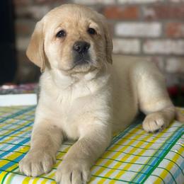 Sunflower - Yellow female Labrador Retriever puppy in Dixon, California from Rosslyn Labradors (Rose-Line)
