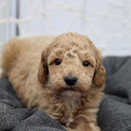 Blue collar - Cream male Poodle puppy in Edmond, Oklahoma from The Redbud Roost