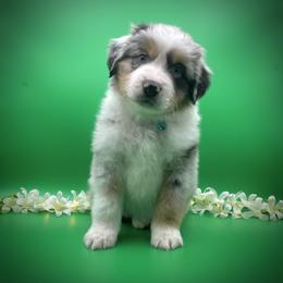Blu - Blue merle male Miniature Australian Shepherd puppy in Liberty, South Carolina from Alexander Canines
