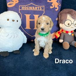 Draco - Apricot male Goldendoodle puppy in Conroe, Texas from Tails of Cypress