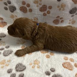 Blue collar - Red  male Goldendoodle puppy in North Carolina from Lynes of Doodles