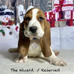 The Wizard - Mahogany and white male Basset Hound puppy in Dingess, West Virginia from Tuckers' Howling Hounds