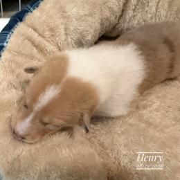 Henry - Sable merle male Collie puppy in Nine Mile Falls, Washington from Glenelg Collies