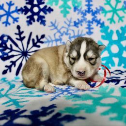 Feather(S1) - Gray and white female Siberian Husky puppy in Lunenburg, Vermont from SNOW WOOLY HUSKY