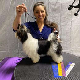 Biewer Terrier All Grown Up from Rose Creek Biewer Terriers