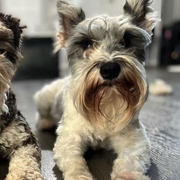 Miniature Schnauzers from Riley Unleashed
