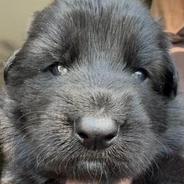 Boy 1 - Black male German Shepherd puppy in Valley Springs, South Dakota from Von Pasch German Shepherds