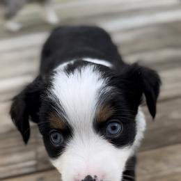 Miniature Australian Shepherd Puppies from All That Auss Mini Aussies