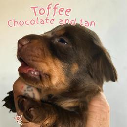 Toffee - Chocolate and tan female Dachshund puppy in South Fulton, Tennessee from Stiles' Heartfyre Dachshunds